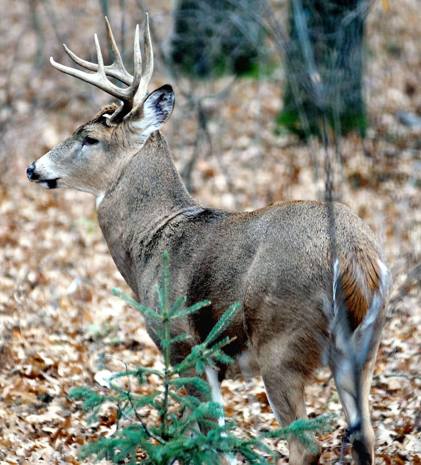 dr_OUT_Deer1a_111607